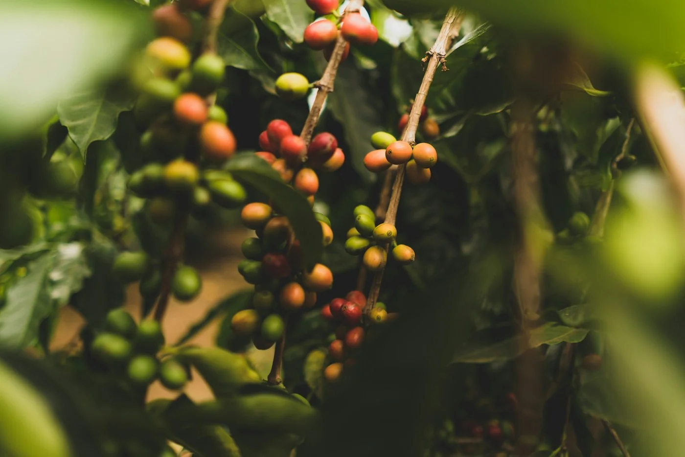 Red and green coffee cherries growing on leafy branches.