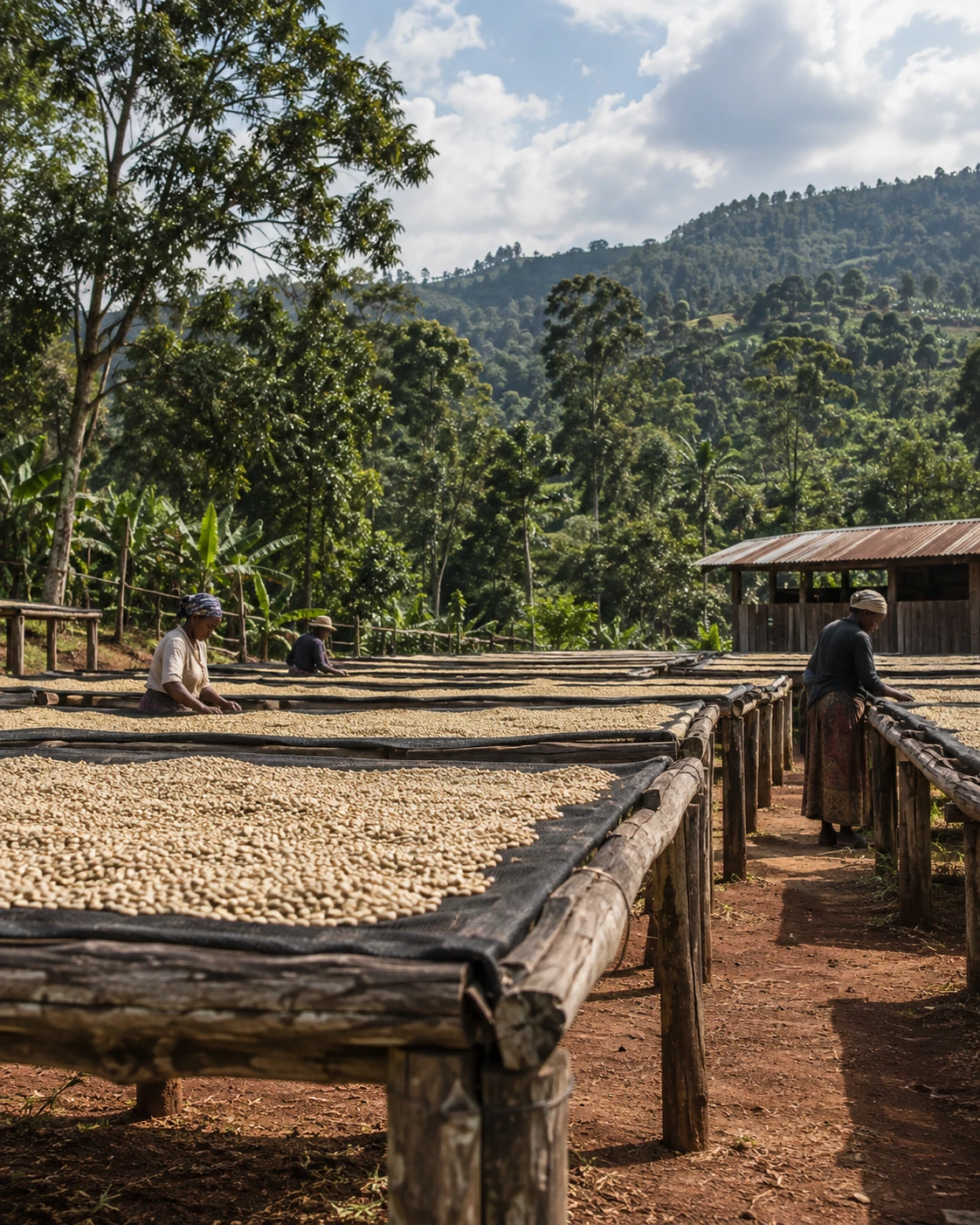 Illustrative Ethiopian coffee drying beds and green highlands